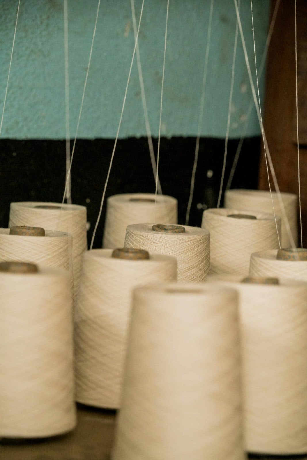 Cream cotton yarn cones standing in rows with yarn threads running upward